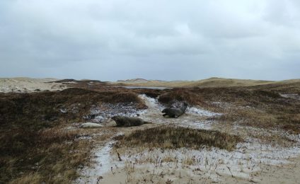 Sable Island’s Vulnerable Ecosystems