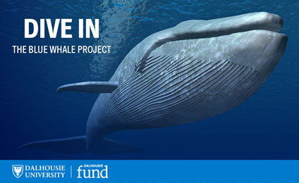 Dive In: The Blue Whale Project